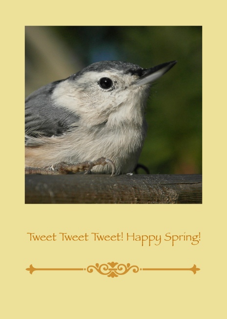 Happy Spring Bird (2)